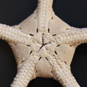 Media type: image; Invertebrate Zoology OPH-230